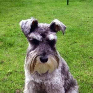 Meet your Posher, Sandy